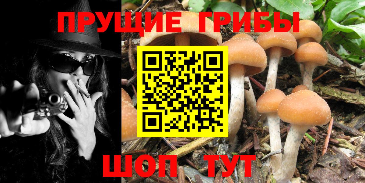 Псилоцибиновые грибы Psilocybine cubensis  Вход с VPN  Новокубанск 